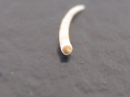 Parastrophia asturiana ?? ( caecum)